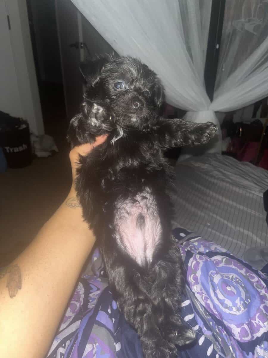Yorkiepoo / Chihuahua Mix Puppies image 3