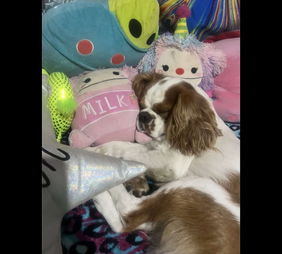 King Charles cavalier image 1