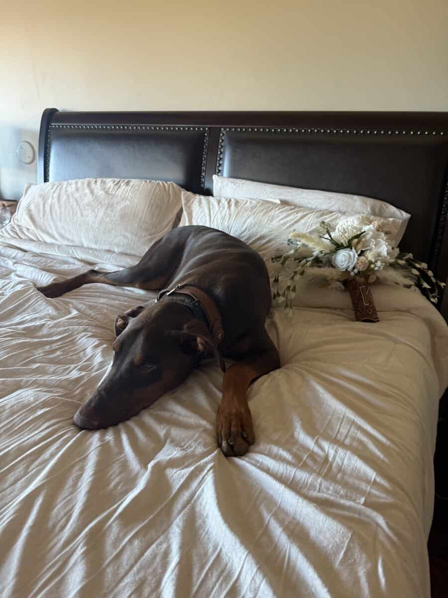 Rehome sweet Doberman image 2