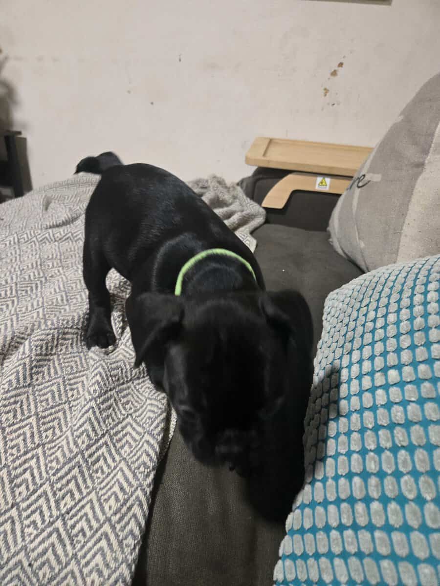 French Bulldog Puppies image 5