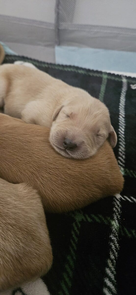Puppies image 5