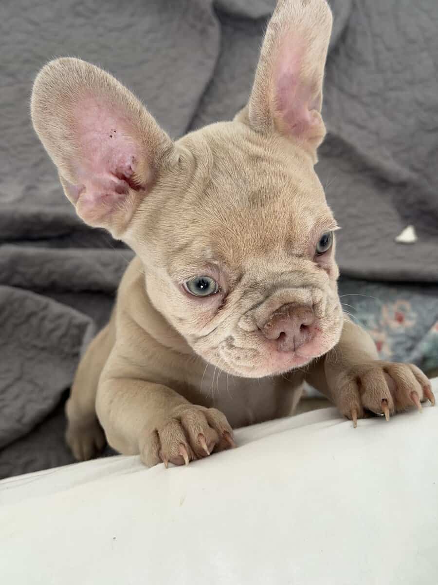 Beautiful Cream French Bulldog Female image 5