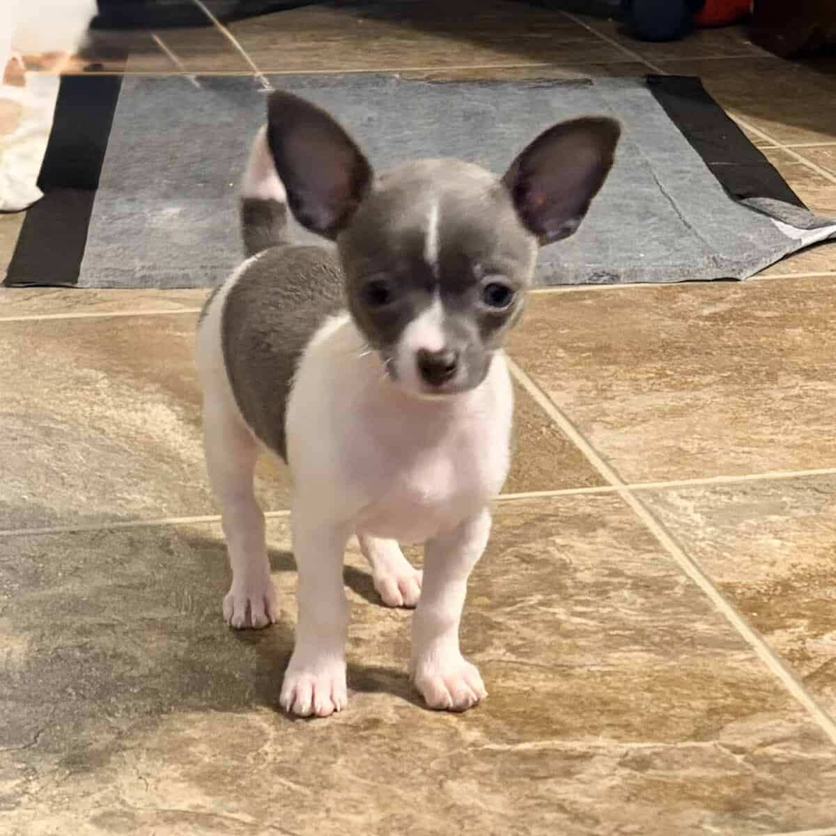 Female Chihuahua image 3
