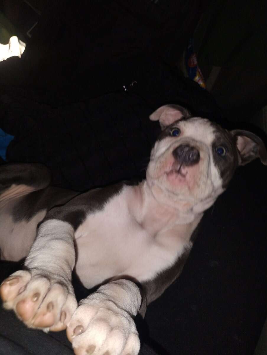 Blue and fawn pitty pups image 1