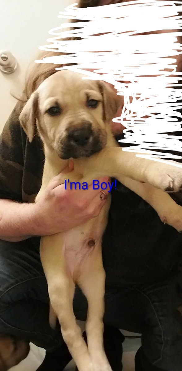 4 Puppies Needing a Forever Home image 2