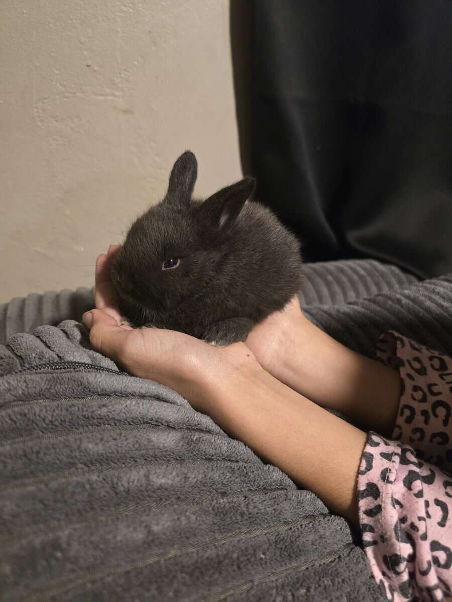 Bunnies image 1