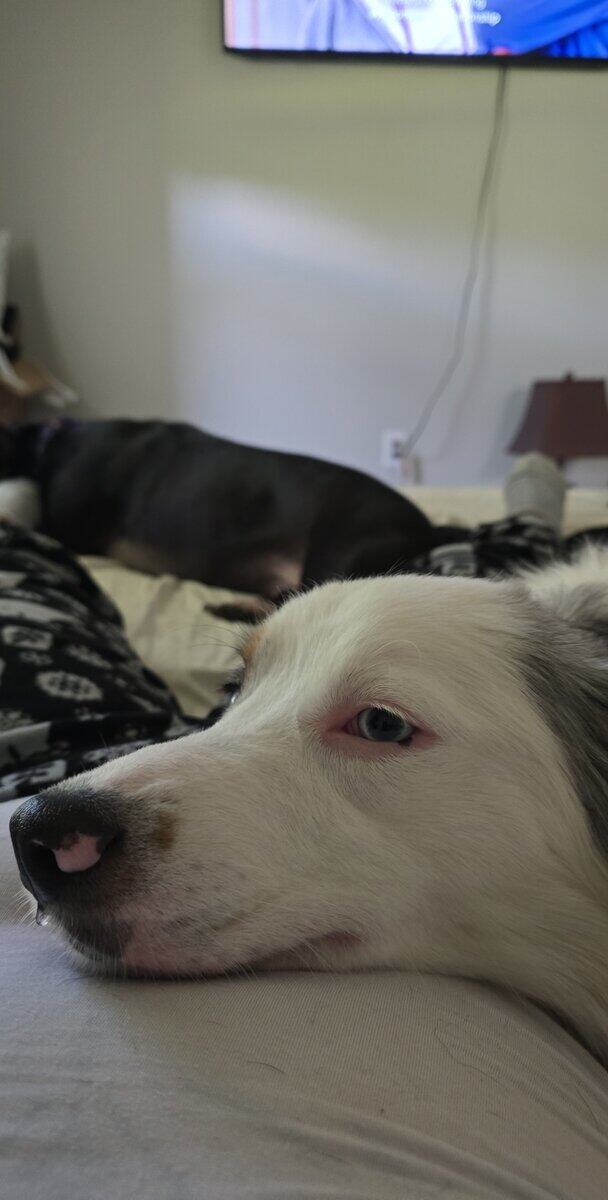 Australian Shepher in need of rehoming. image 1