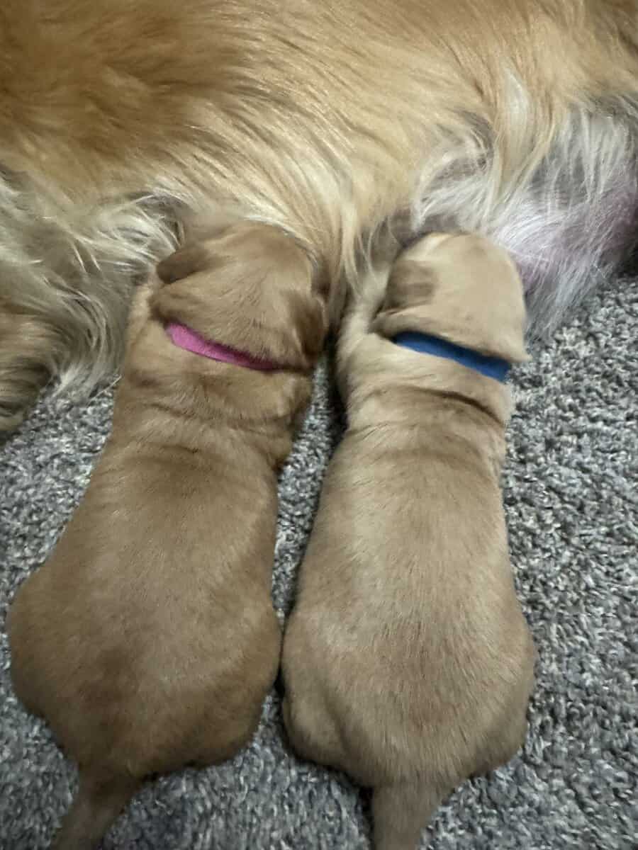 Golden retriever Puppies (RED/TRUE GOLD MIX) image 6