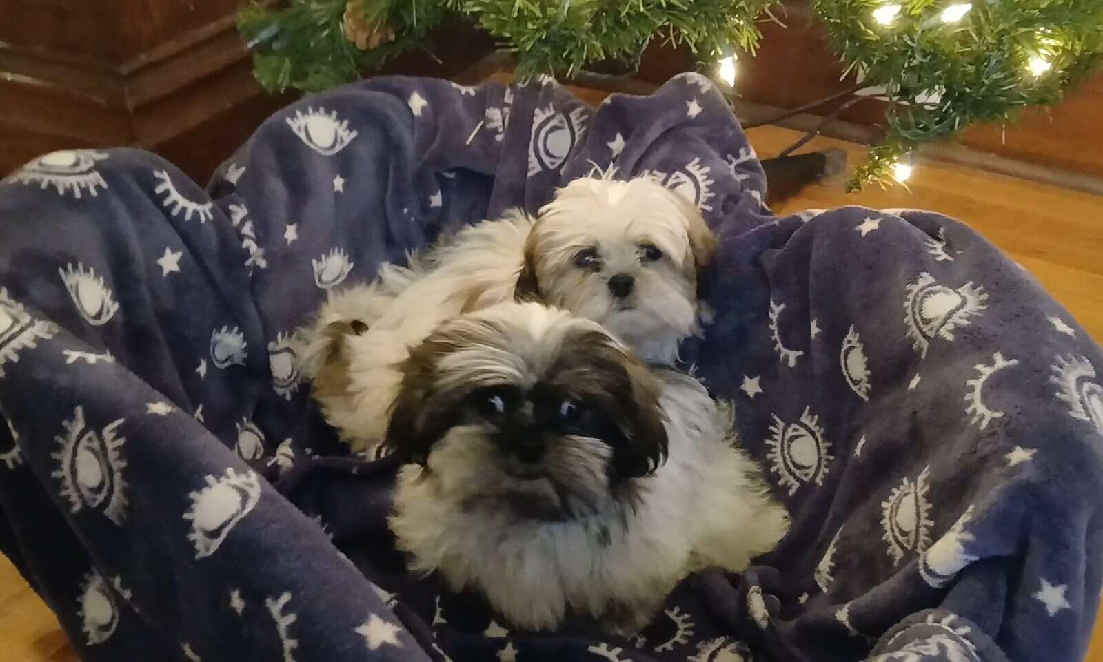 Shihtzu Puppy! image 4