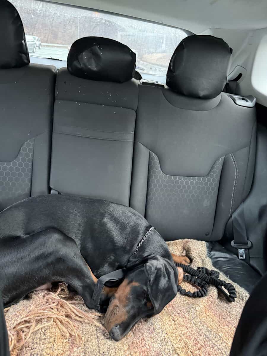 Loving & Smart 4-Month-Old Male European Doberman image 8