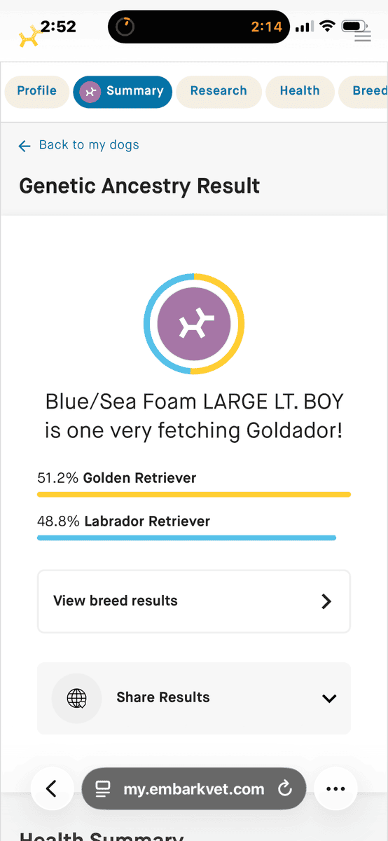 Golden Labrador Male image 2