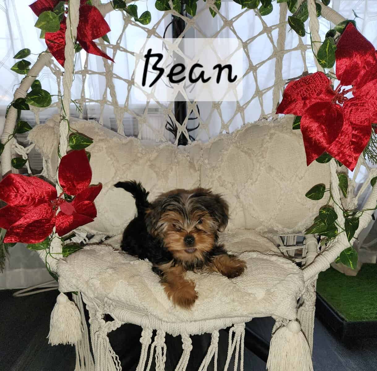 Yorkie puppies for sale image 6