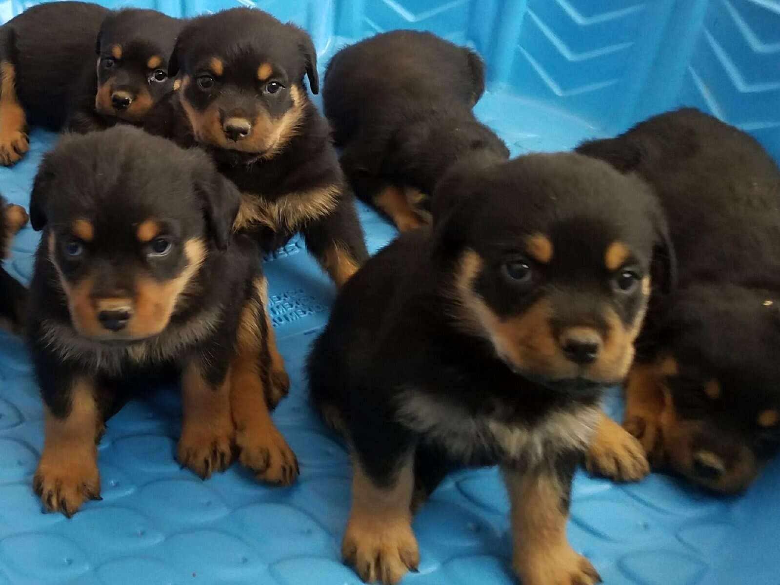 rottweiler puppies image 1
