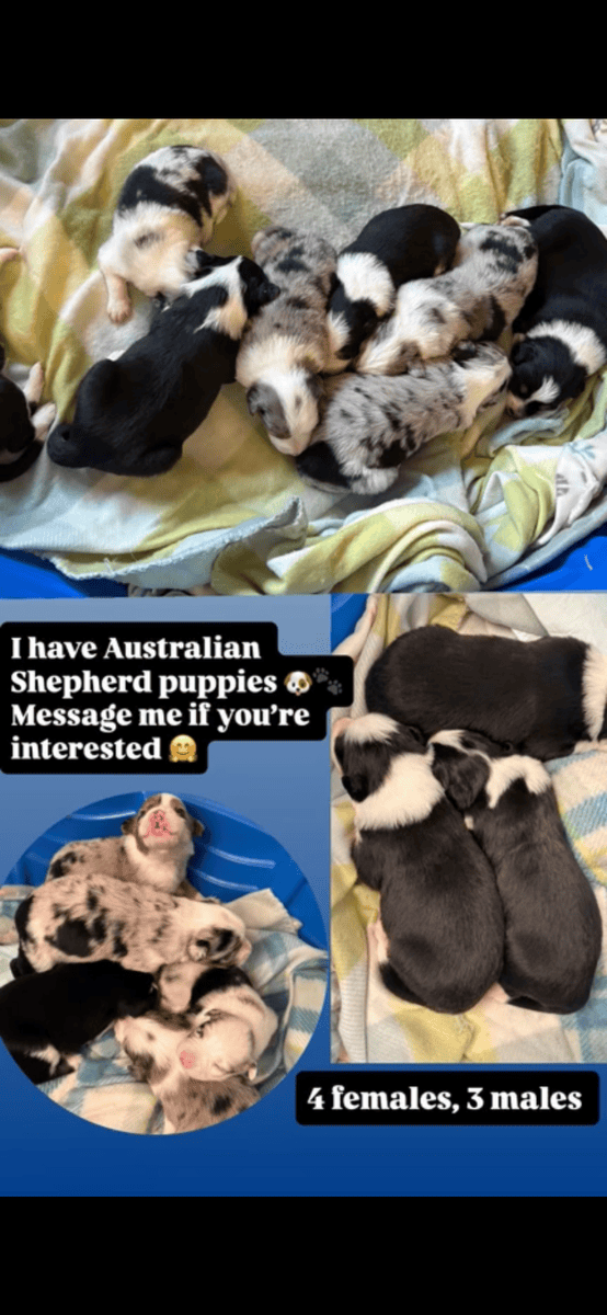 Australian Shepherd Puppies image 2