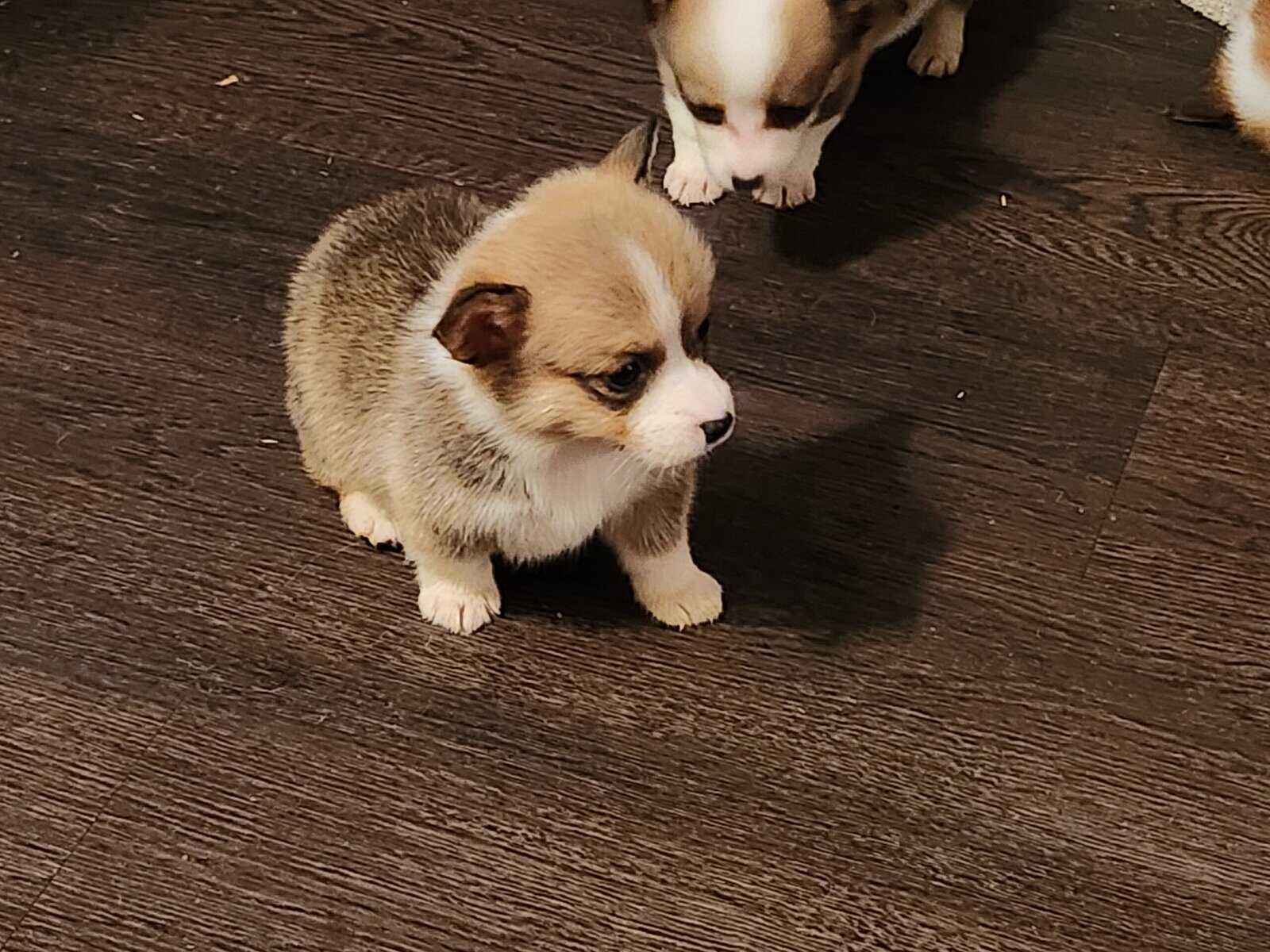 Corgi puppies image 2