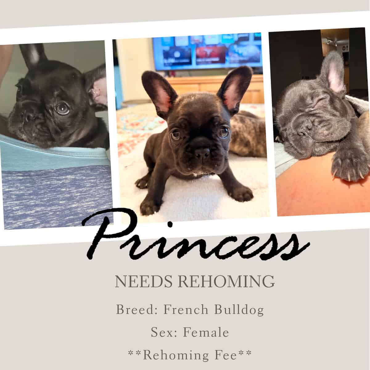 French bulldog puppies image 2