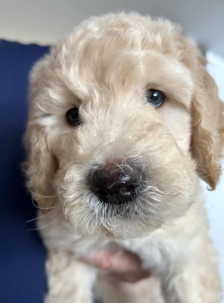 Beautiful Goldendoodle puppies image 11