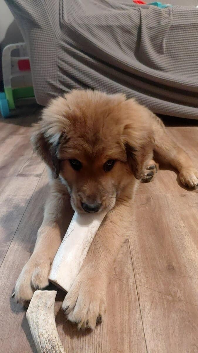 3 Month old puppy, last of the litter! image 1