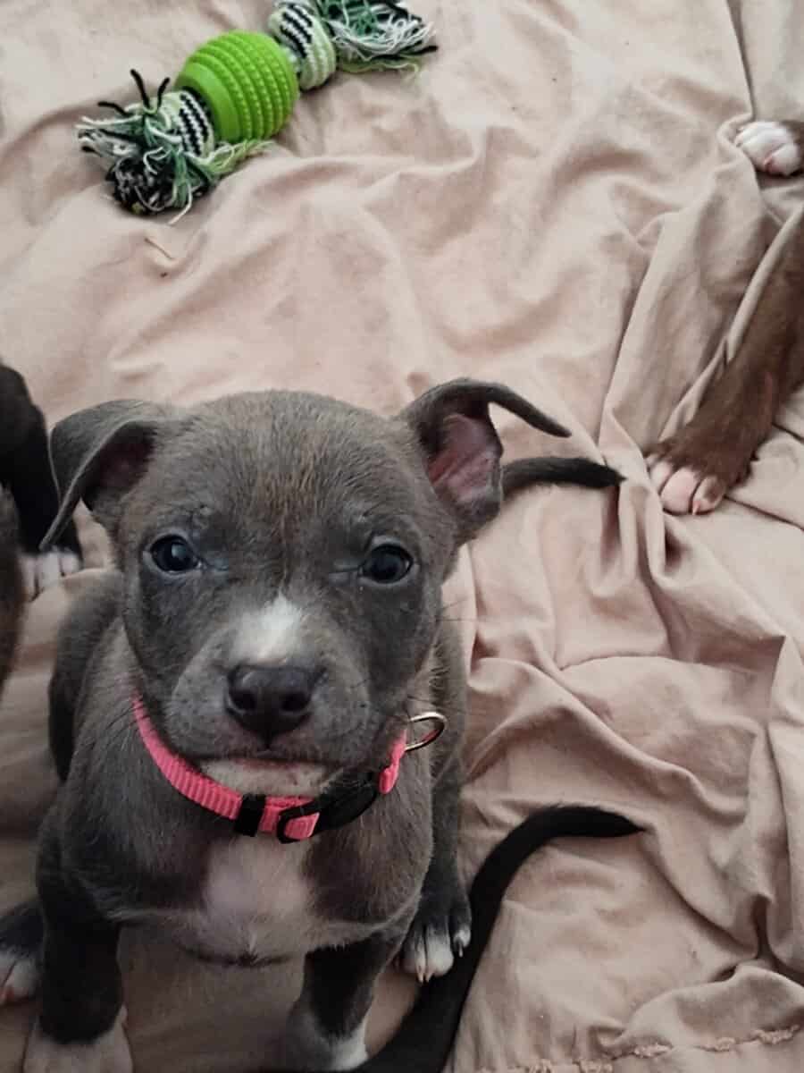 Pitmix puppies,beautiful, weaned and ready to go image 4