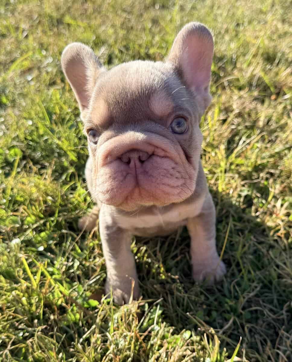 French Bulldog image 3