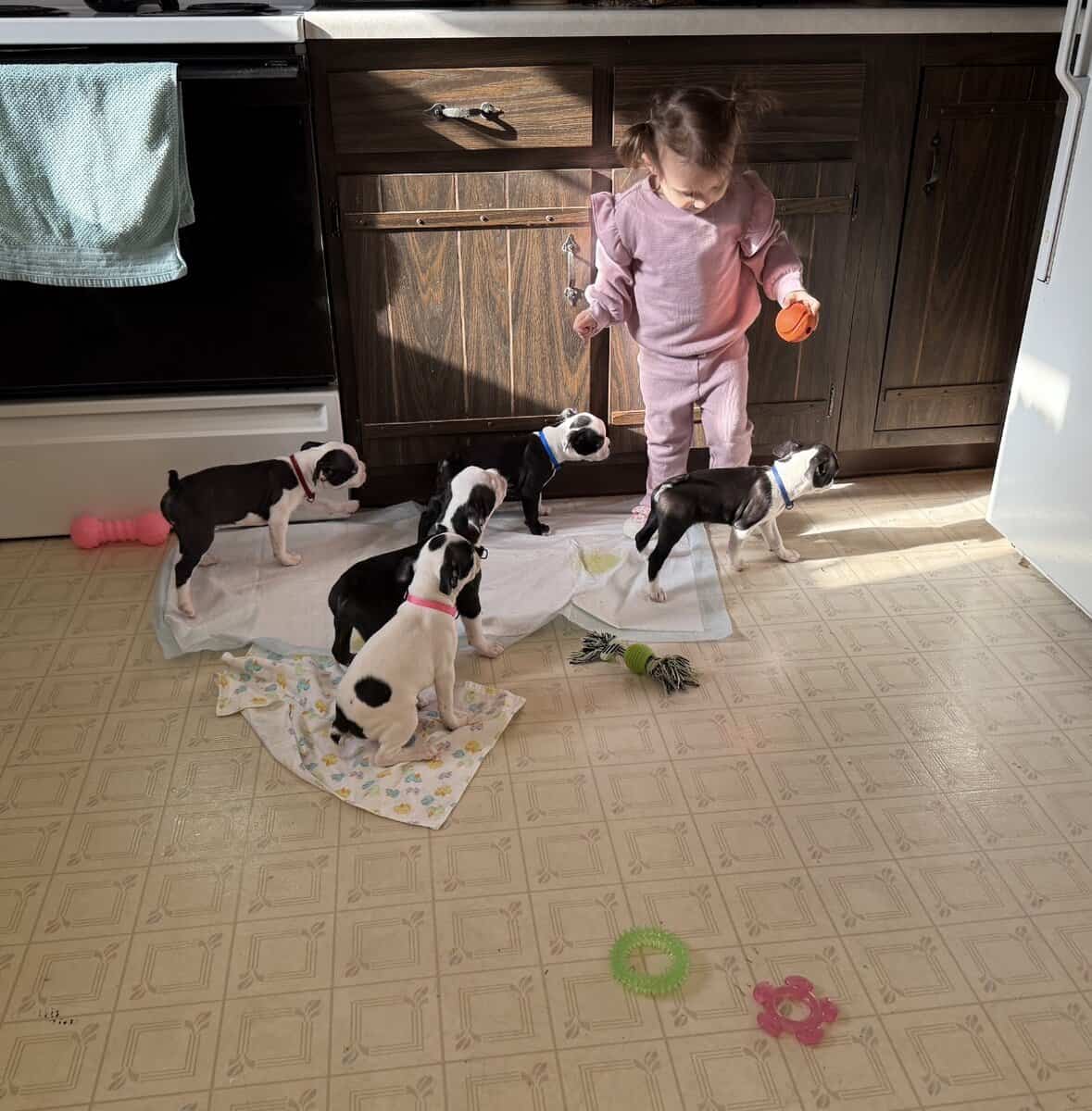 Purebred Boston Terrier Puppies image 2