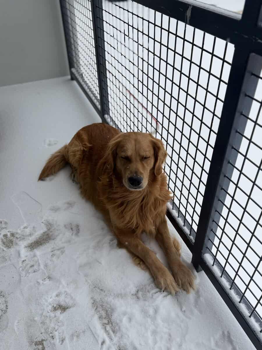 Loving 4-Year-Old Golden Retriever image 11