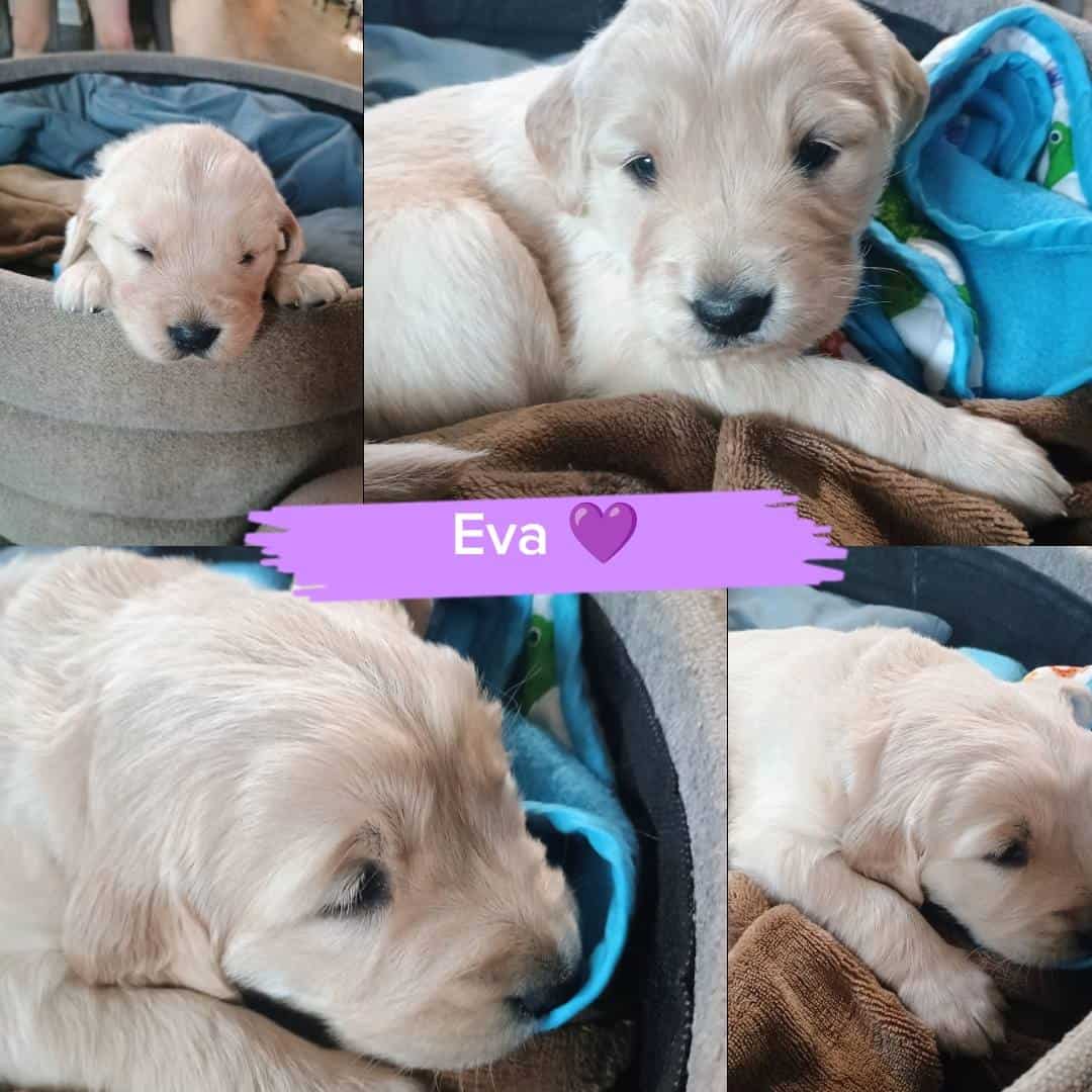 AKC GR Pups looking for forever homes image 4