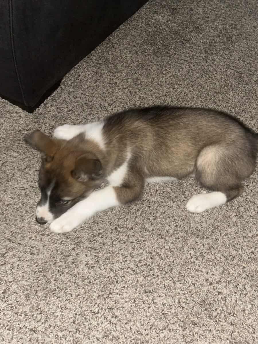 “Courage,” 3 month old husky male image 2