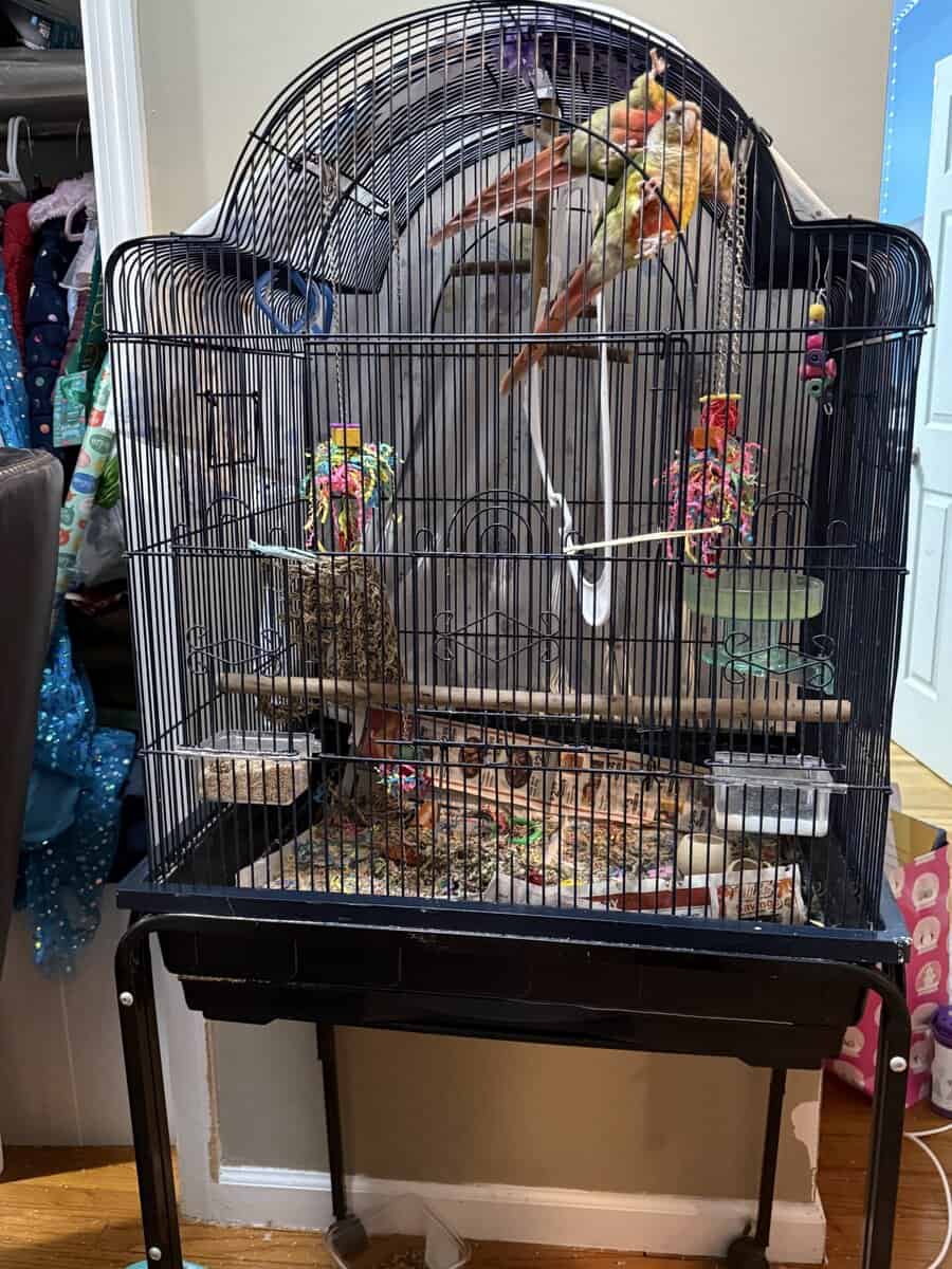 Pineapple Green Cheek Conure image 2