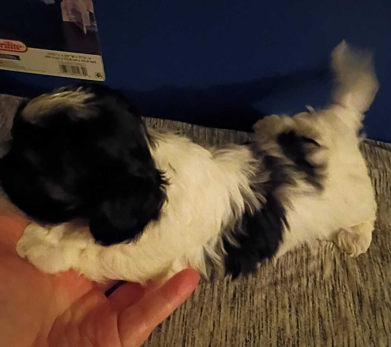 Maltipoo puppies image 6