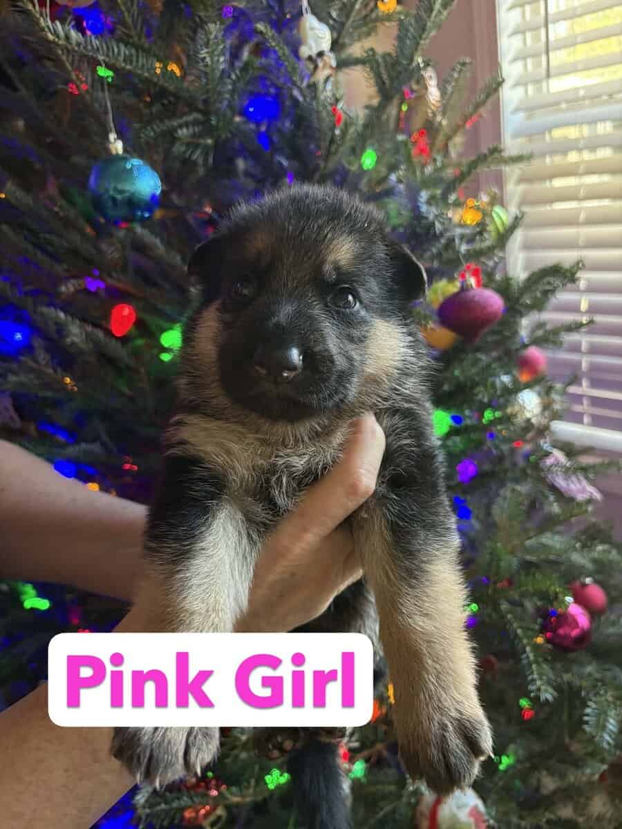 AKC German Shepherd Puppies image 1