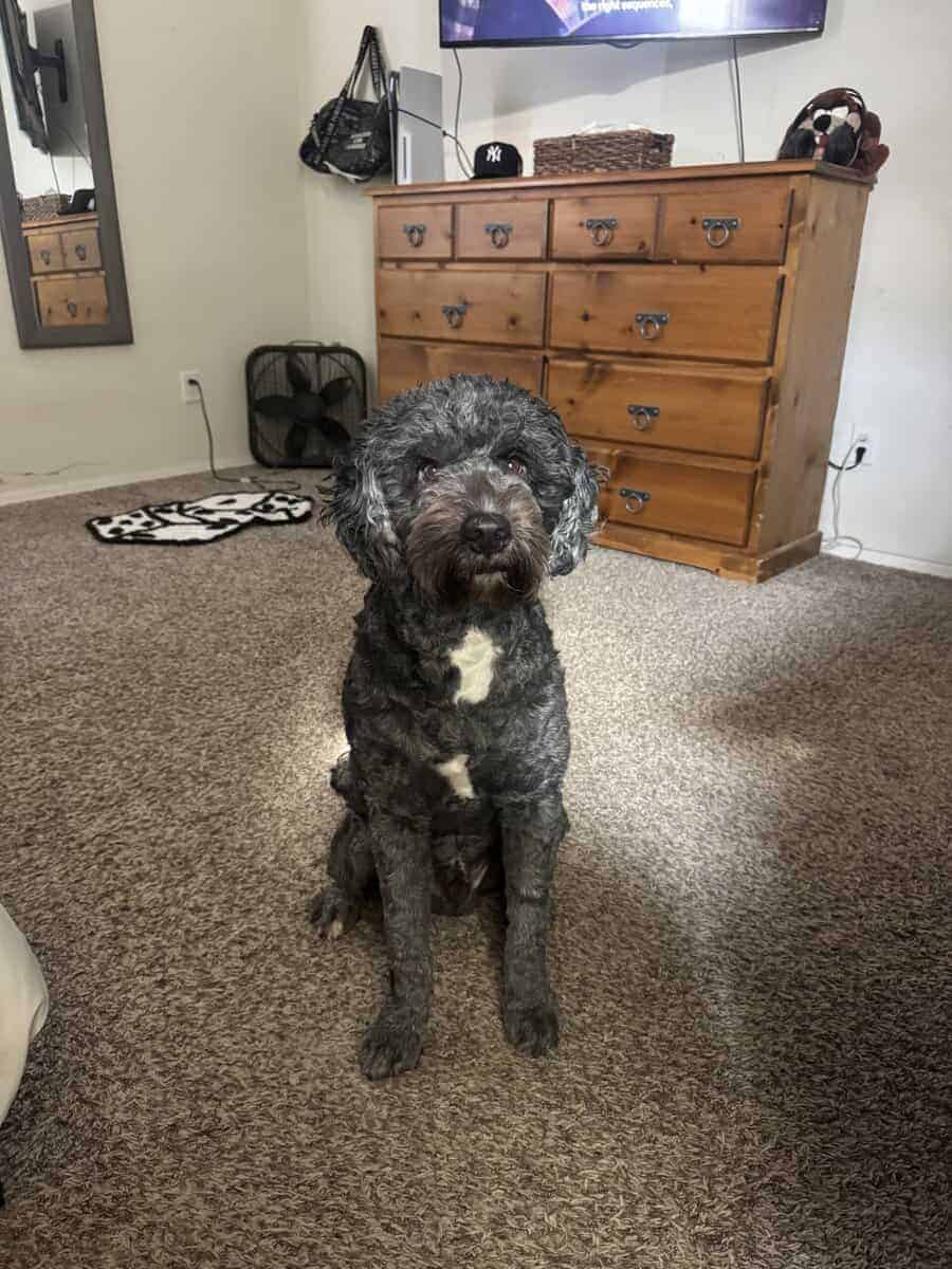 MEET BEAR 🐾 image 1