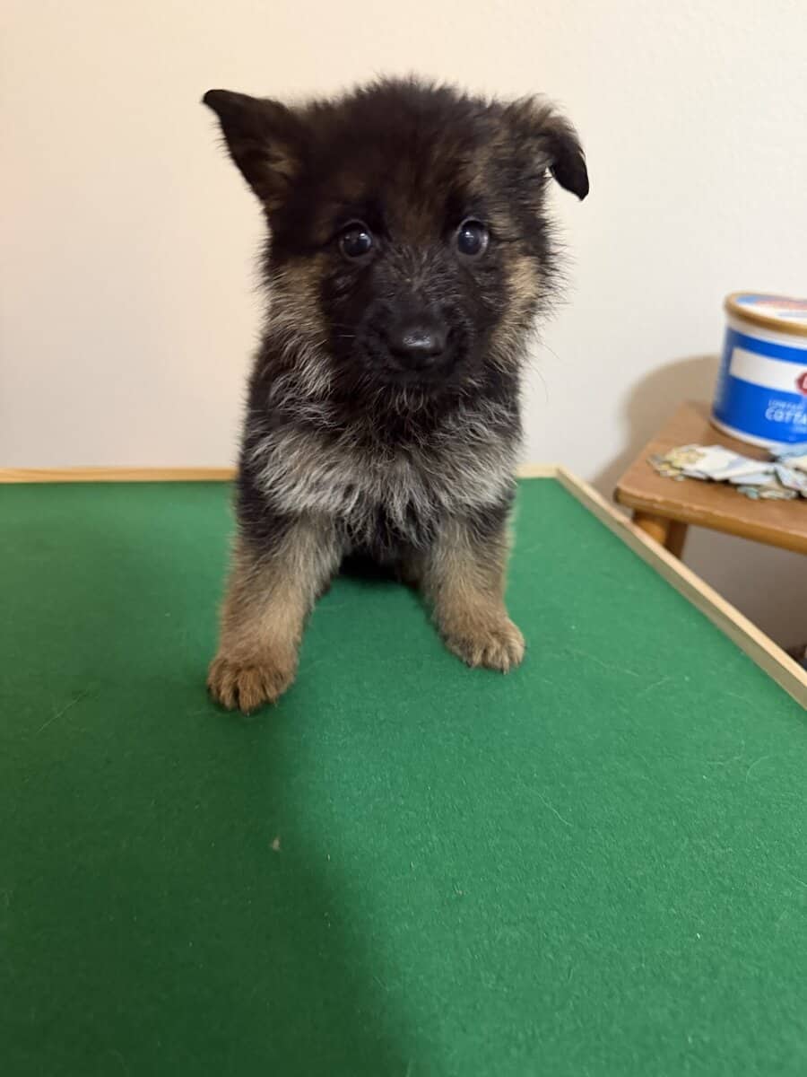 AKC purebred German Shepherd puppies image 4