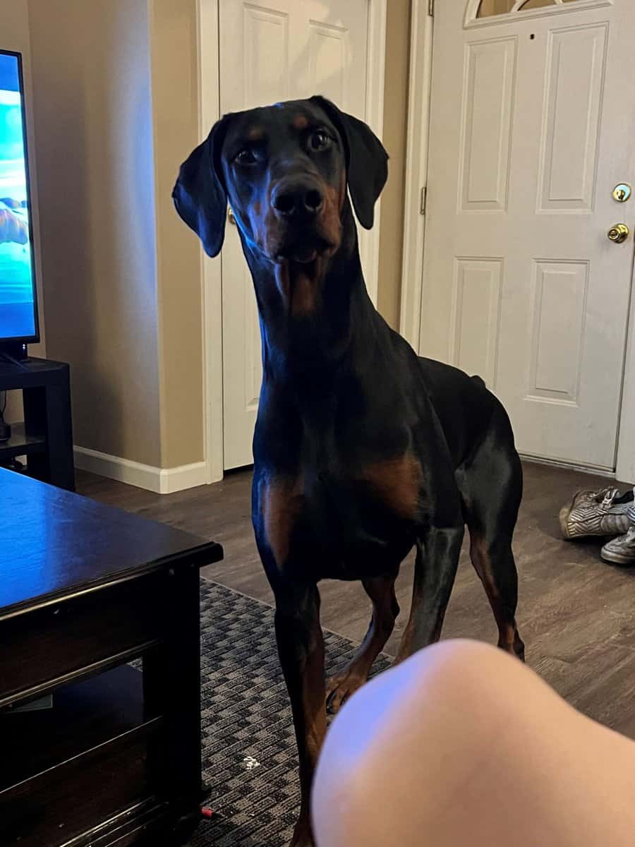AKC European Doberman Pincher image 2