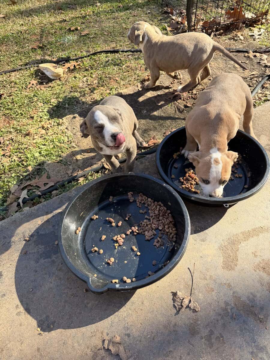 7 2 month old pups image 5