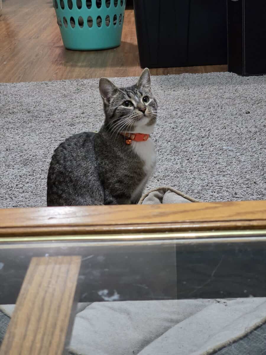Two Tabby Sisters Looking For A Forever Home image 3