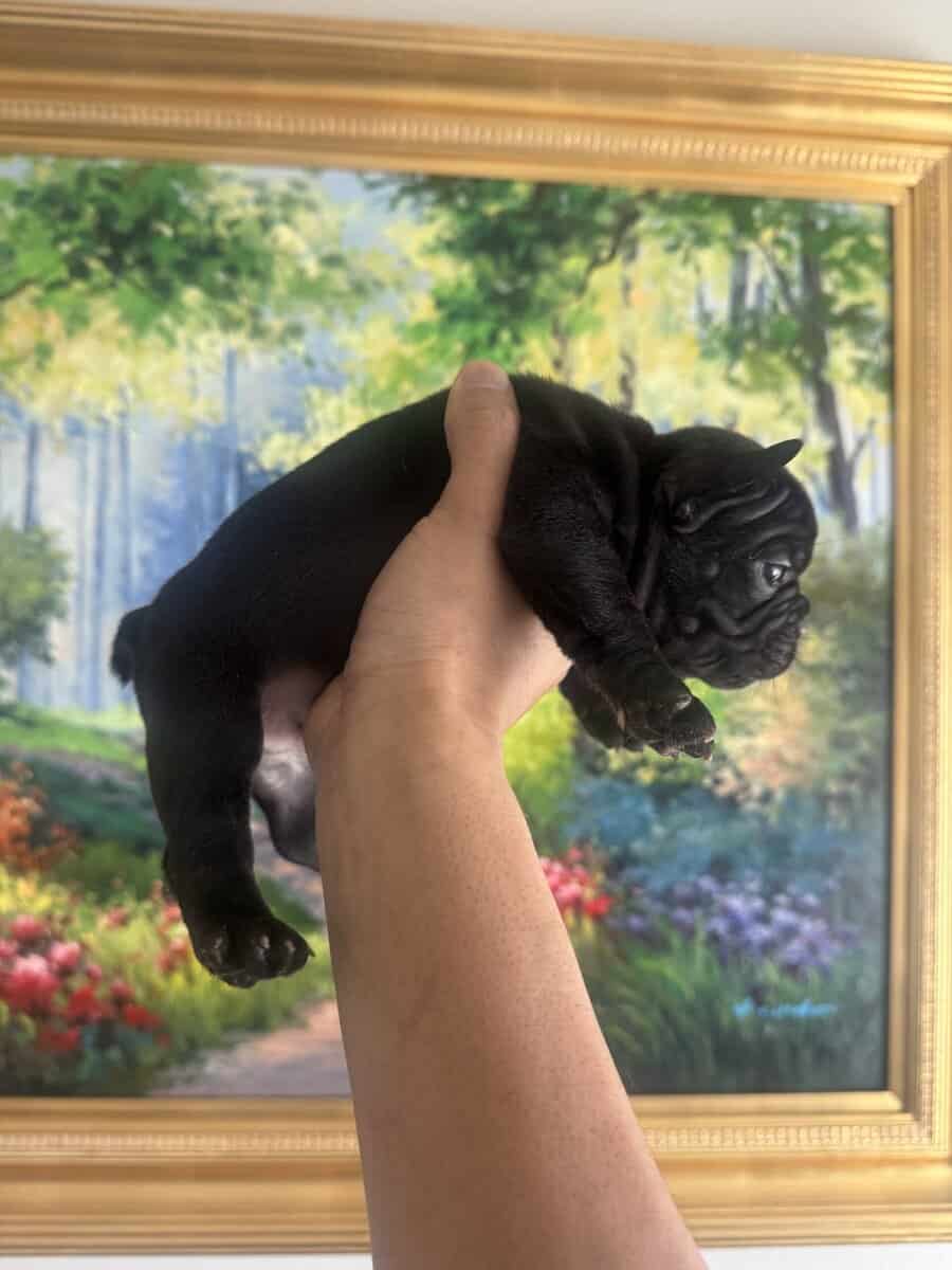 French Bulldog Puppies image 12