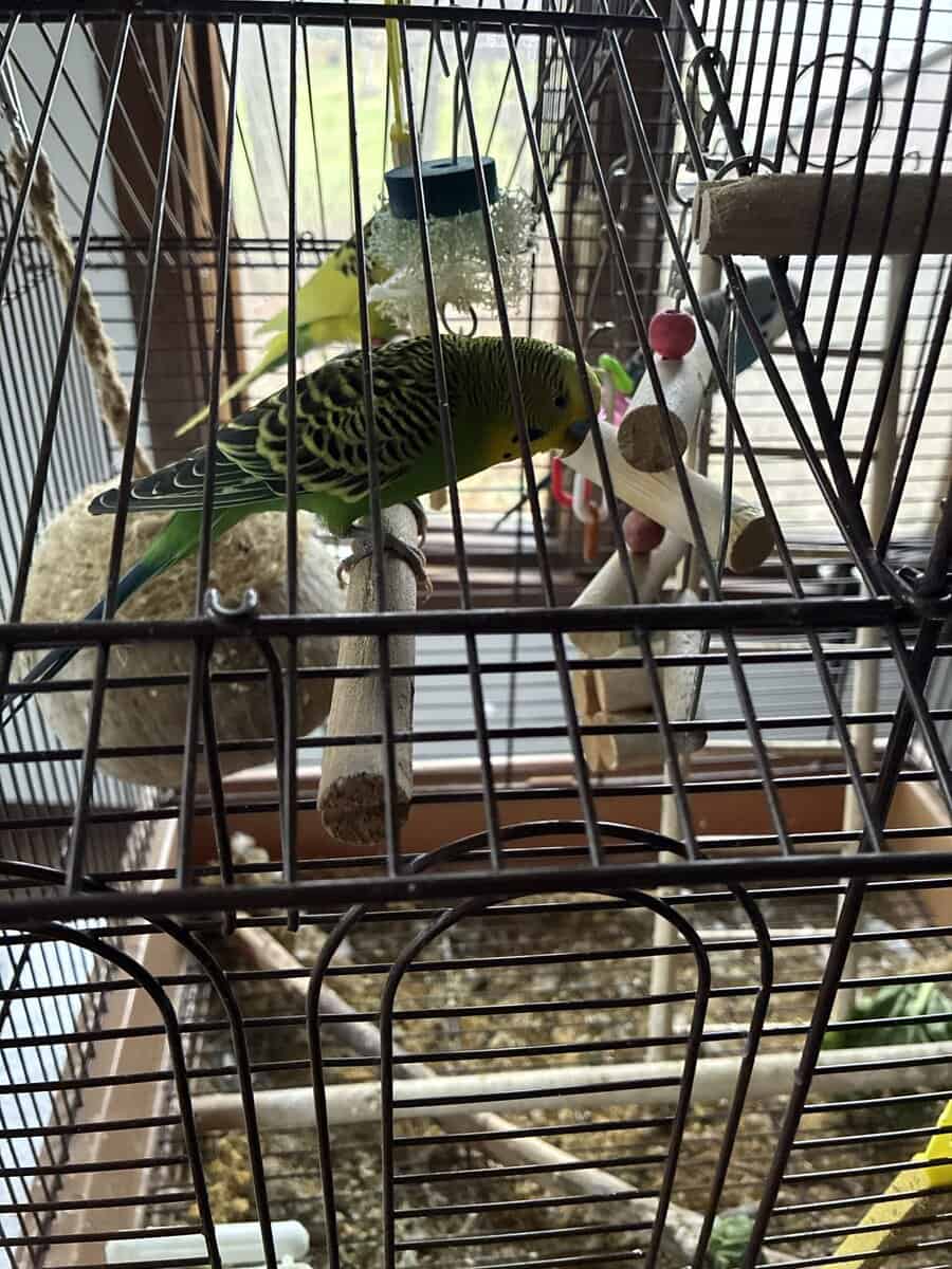 Parakeets well feed and healthy image 1