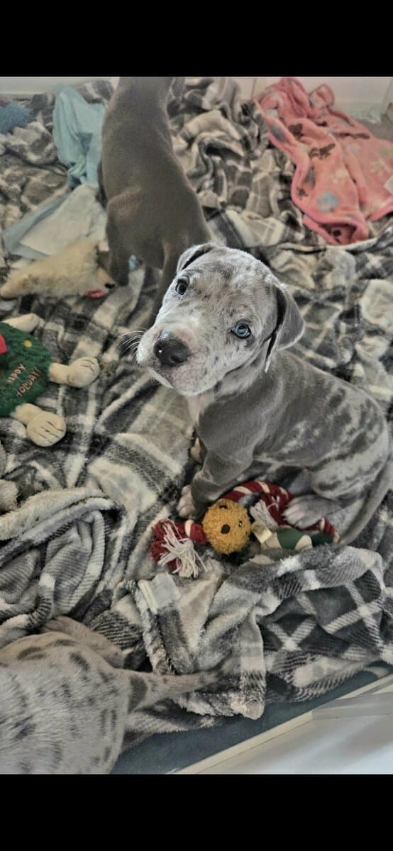 Daniff puppy image 2