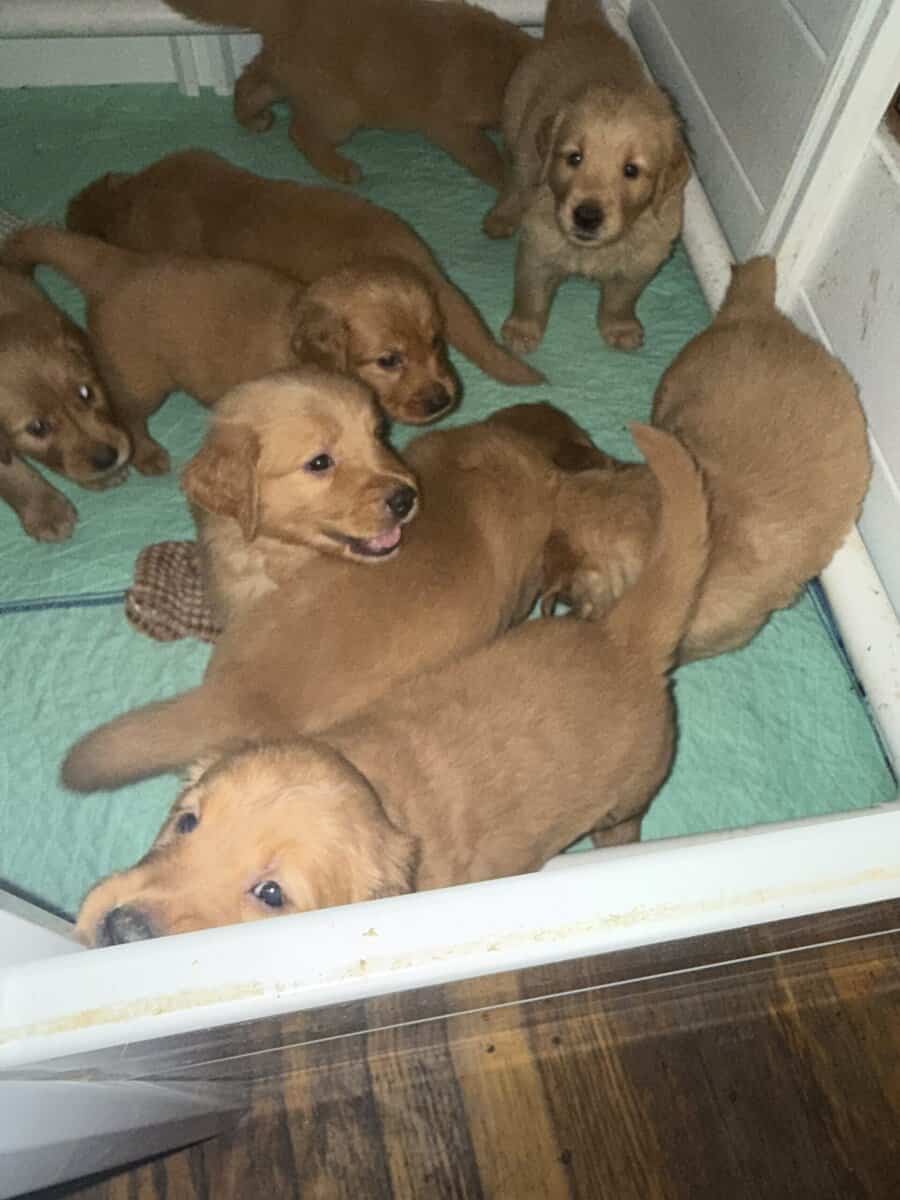 Hand Raised Golden Retrievers image 4
