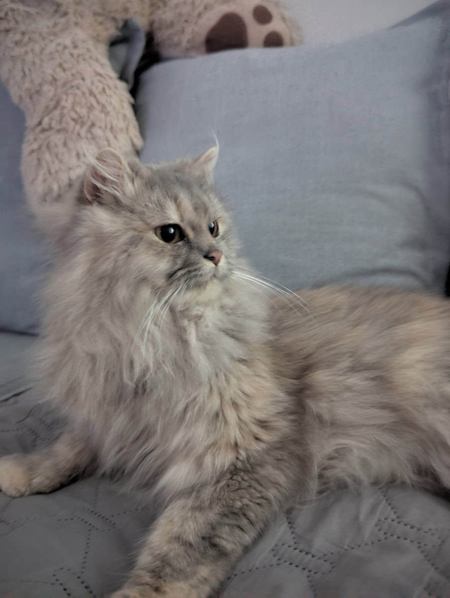 Persian/ bobtail mix image 2