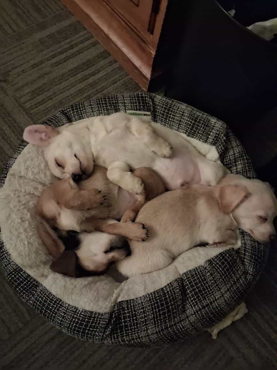 Puppies needing forever home!!! image 5
