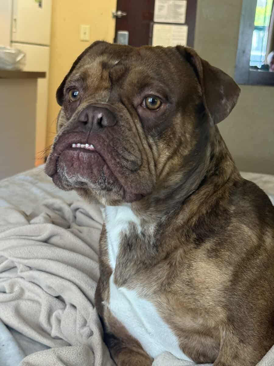 XL BULLY BREEDER FOR SALE! 1 year old image 7