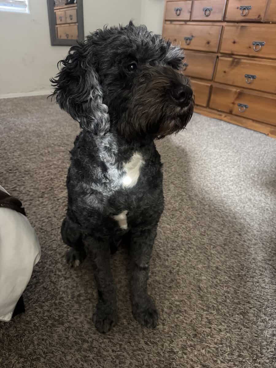MEET BEAR 🐾 image 2