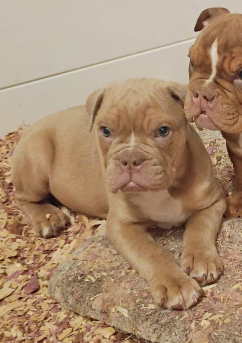 3 male Olde English bulldoge image 4
