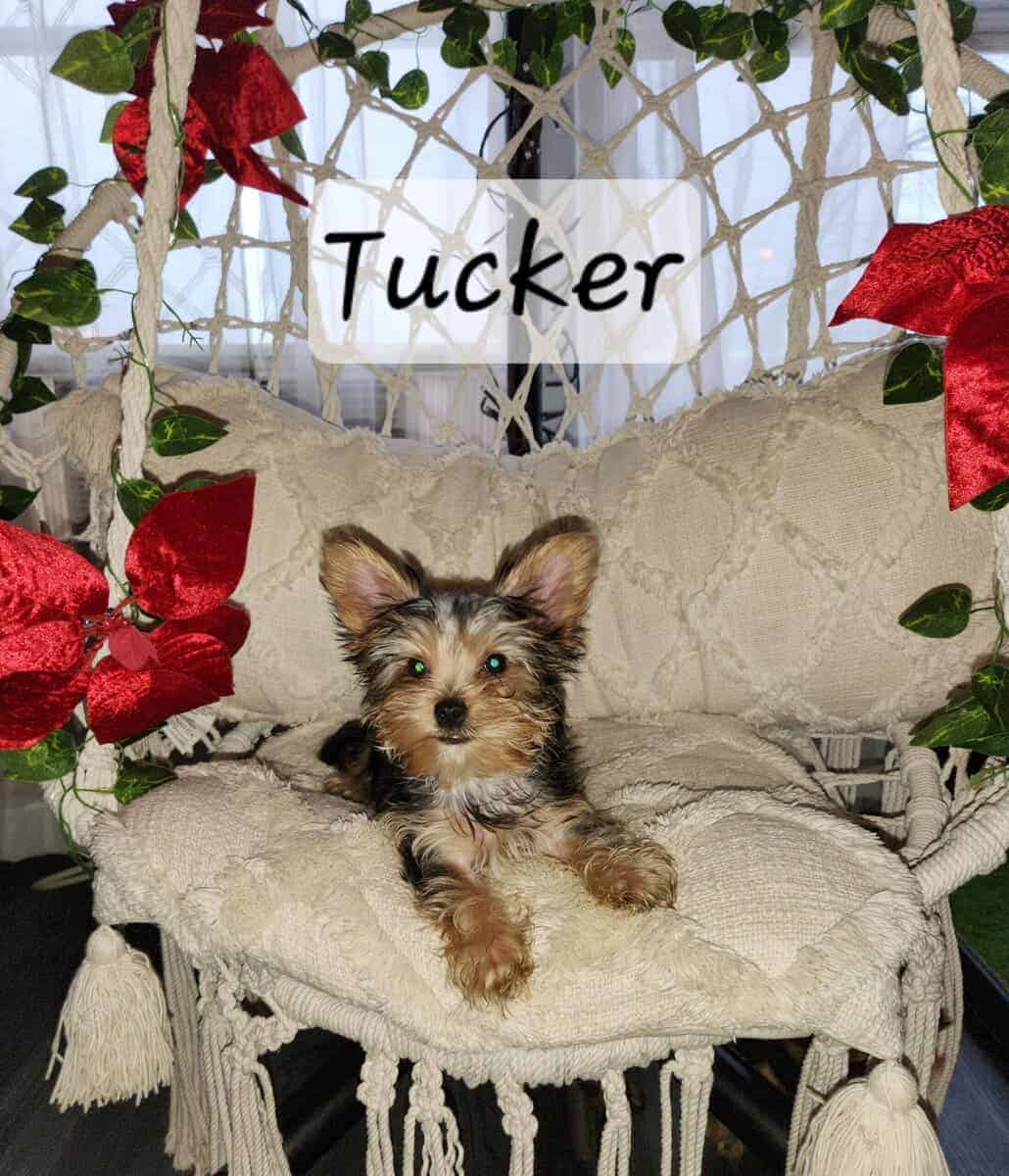Yorkie puppies for sale image 2