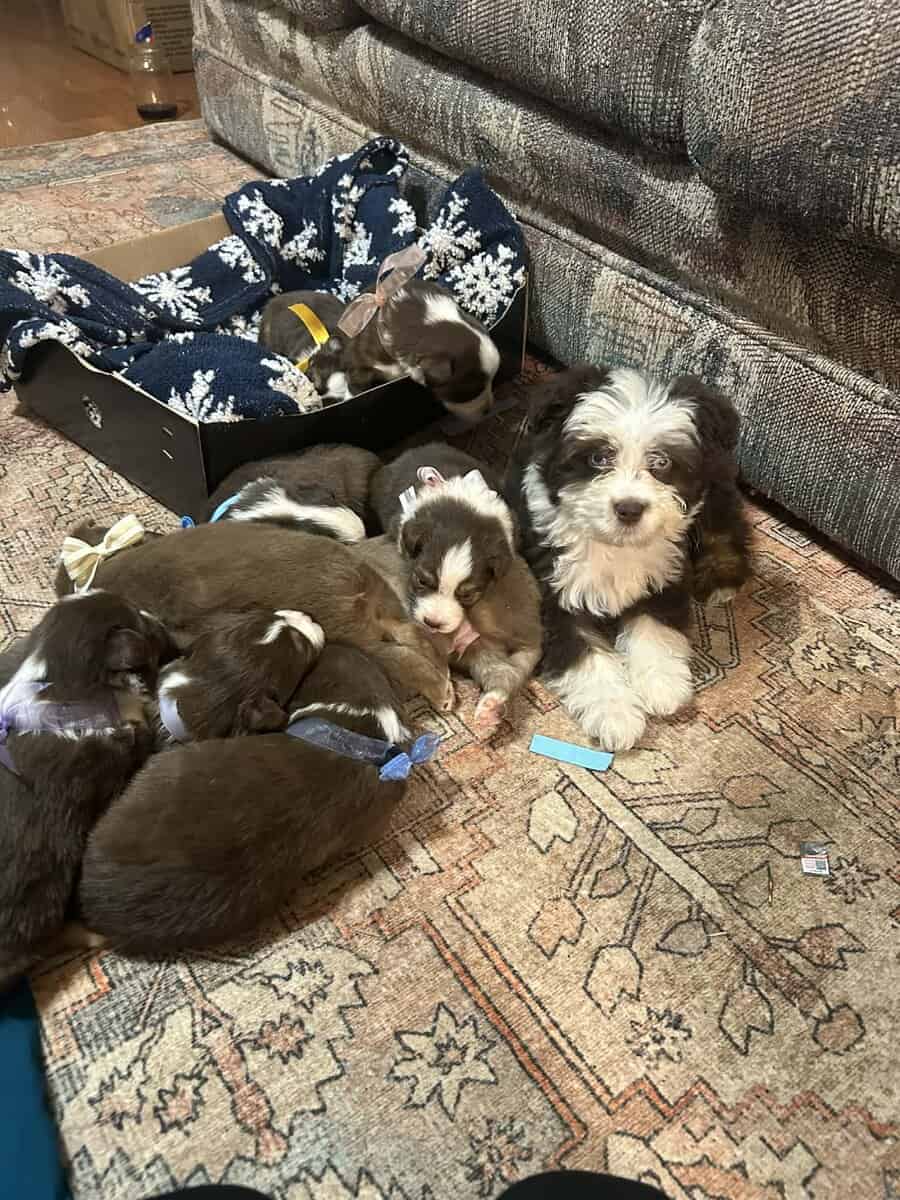 Miniature Australian Puppies image 3