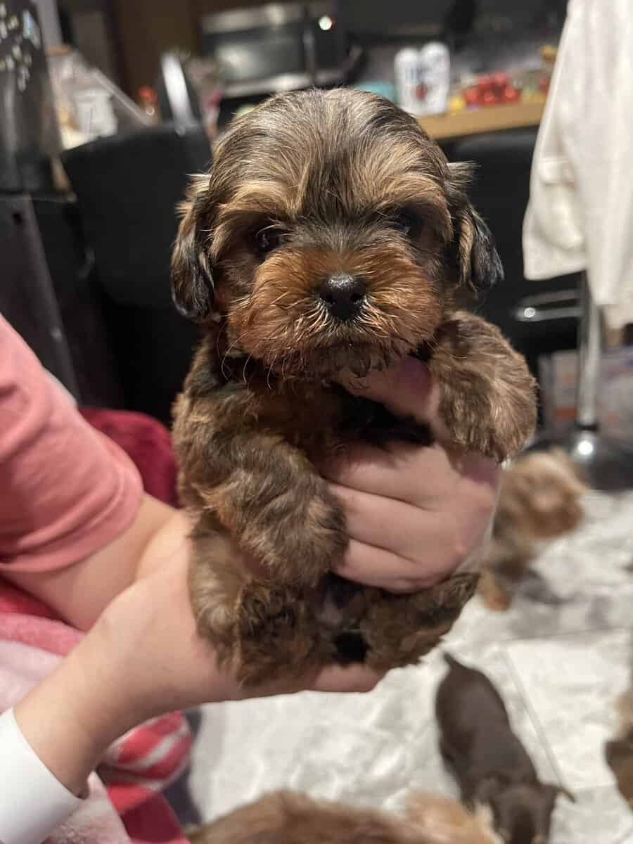 Tcup yorky image 3