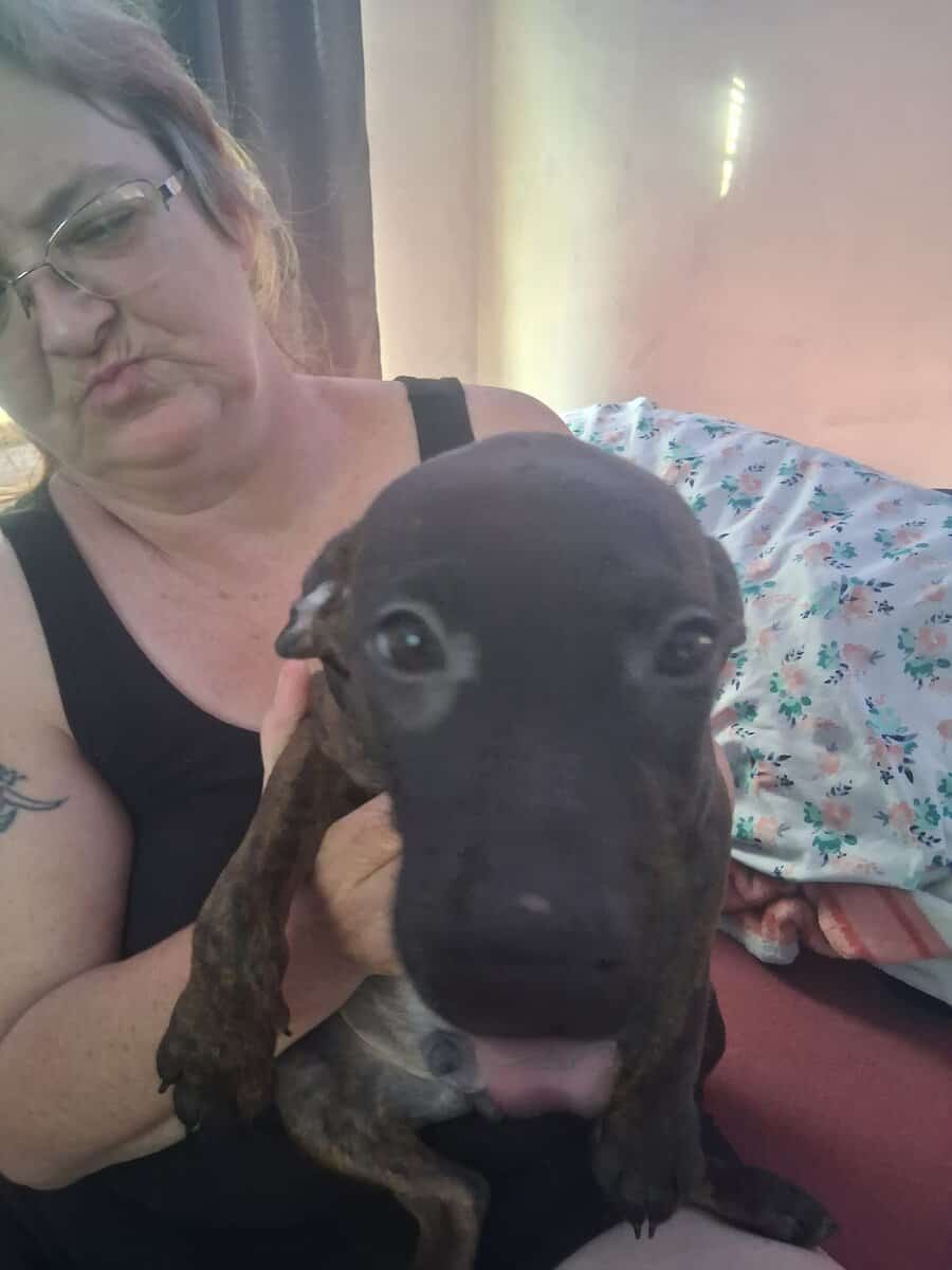 Free puppys image 1
