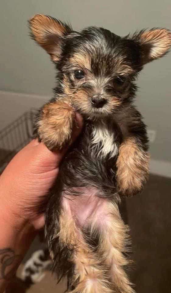 Yorkies image 3
